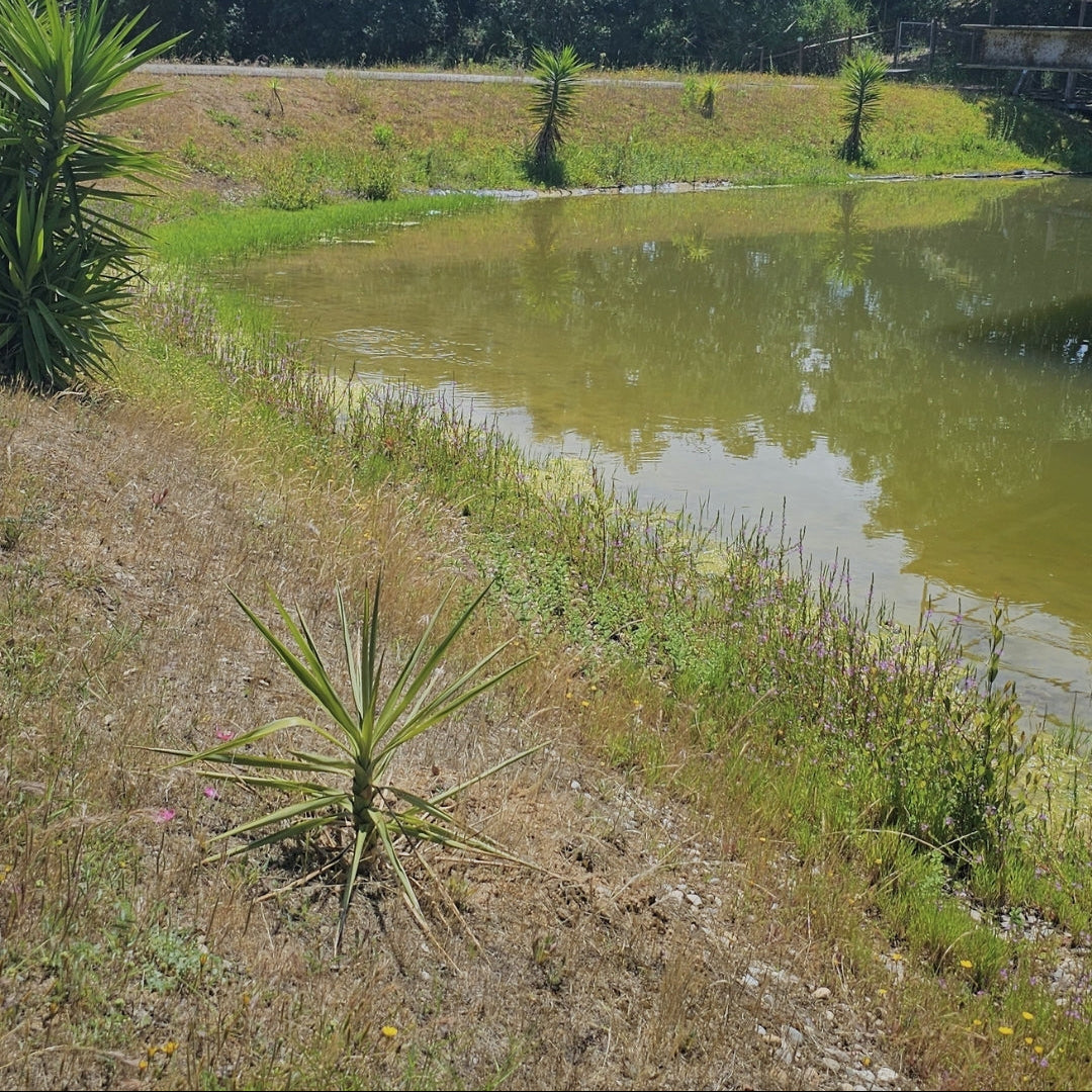 A quiet green lake edged with yucca plants and wildflowers under a blue summer sky.