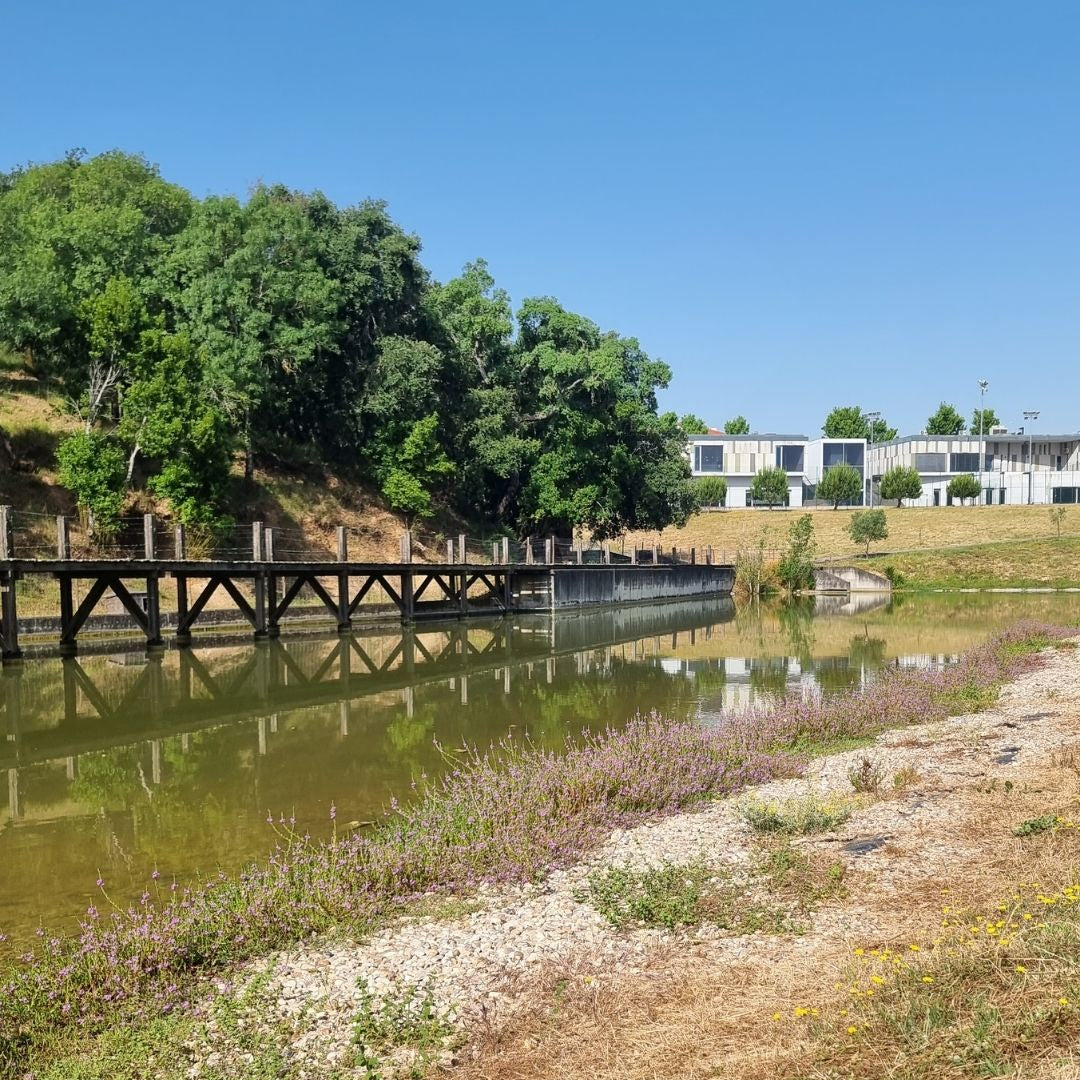 A calm green lake with a long wooden jetty, trees reflected on the surface and wildflowers along the bank.