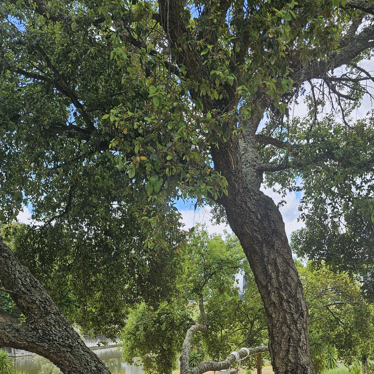 Old cork oak trees with textured bark in a green park, a lake visible through the branches in the background.